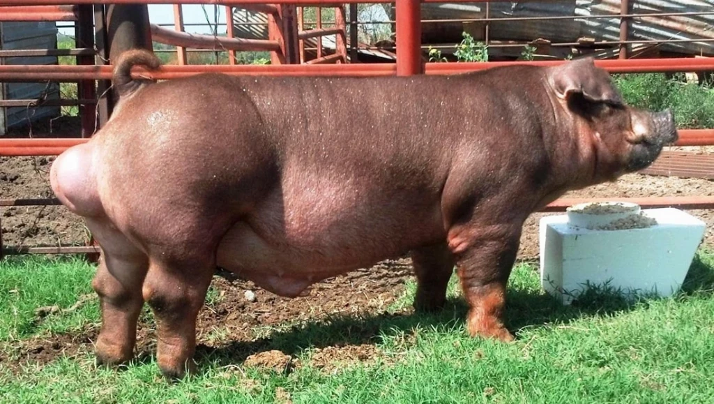 М’ясні породи свиней: як відрізнити напрям і обрати